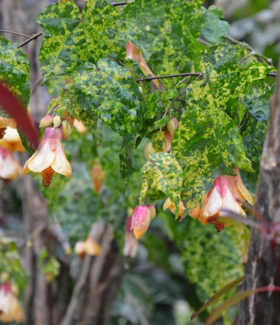 Abutilon Thompsonii